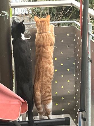 Zwei Hauskatzen suchen dringend Zuhause