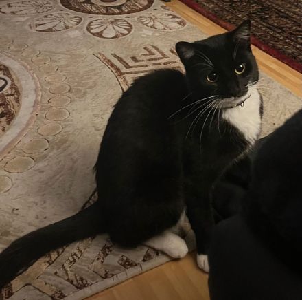 Zwei Hauskatzen suchen dringend Zuhause