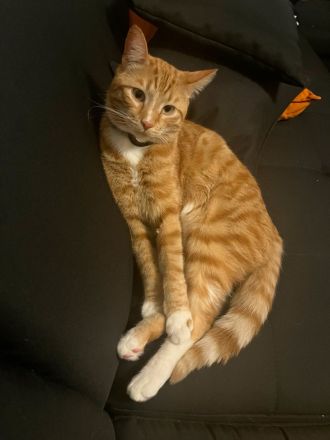 Zwei Hauskatzen suchen dringend Zuhause