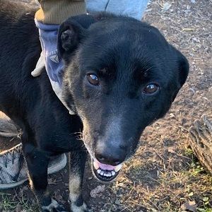 Kormi sucht dringend ein neues Zuhause