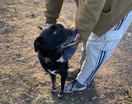 Kormi sucht dringend ein neues Zuhause