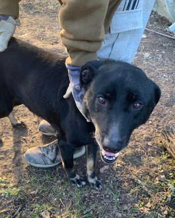 Kormi sucht dringend ein neues Zuhause