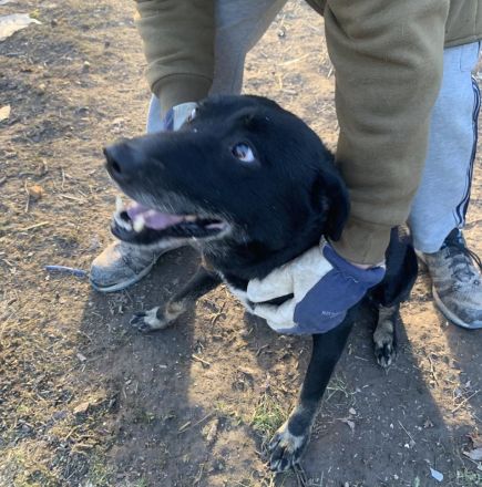 Kormi sucht dringend ein neues Zuhause