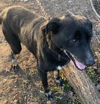 Kormi sucht dringend ein neues Zuhause