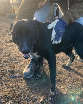 Kormi sucht dringend ein neues Zuhause