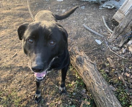 Kormi sucht dringend ein neues Zuhause