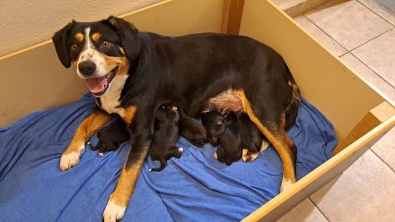 Welpen Entlebucher Sennenhund - Hündin oder Rüden