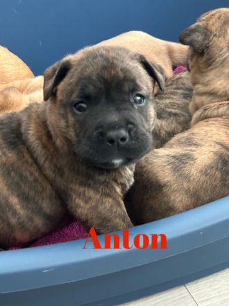 Vier wunderschöne Bulldoggen-Mix-Welpen (OEB)