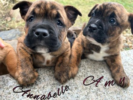 Vier wunderschöne Bulldoggen-Mix-Welpen (OEB)