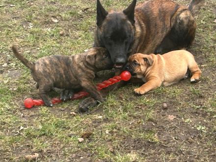 Vier wunderschöne Bulldoggen-Mix-Welpen (OEB)