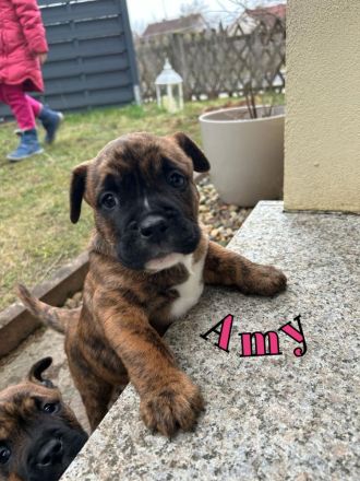 Vier wunderschöne Bulldoggen-Mix-Welpen (OEB)