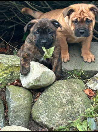 Vier wunderschöne Bulldoggen-Mix-Welpen (OEB)