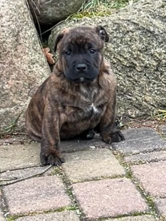 Vier wunderschöne Bulldoggen-Mix-Welpen (OEB)