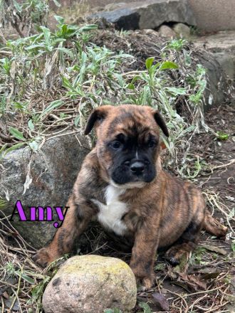 Vier wunderschöne Bulldoggen-Mix-Welpen (OEB)