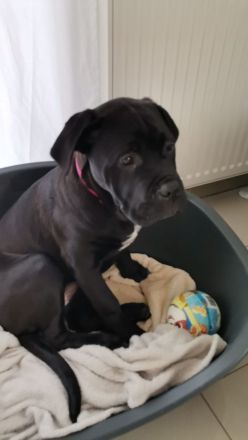 Cane corso Weibchen