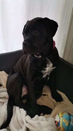 Cane corso Weibchen