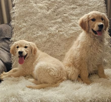 Bezaubernde Golden Retriever Welpen
