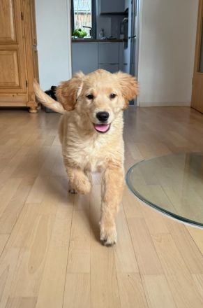 Bezaubernde Golden Retriever Welpen
