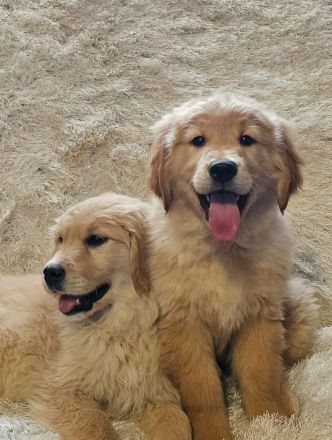 Bezaubernde Golden Retriever Welpen