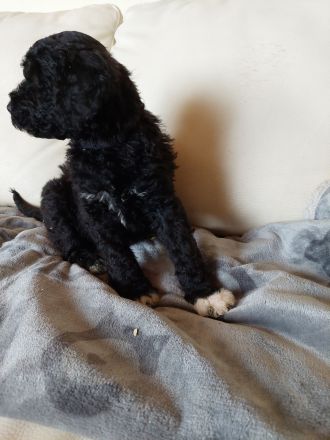 Portugiesische Wasserhund Welpen