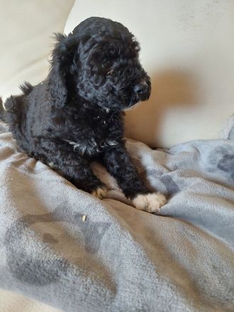 Portugiesische Wasserhund Welpen