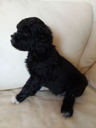 Portugiesische Wasserhund Welpen