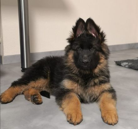 Altdeutsche Schäferhunde vom Burghaiger-Wald