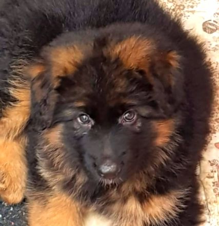 Altdeutsche Schäferhunde vom Burghaiger-Wald