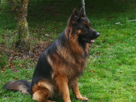 Altdeutsche Schäferhunde vom Burghaiger-Wald