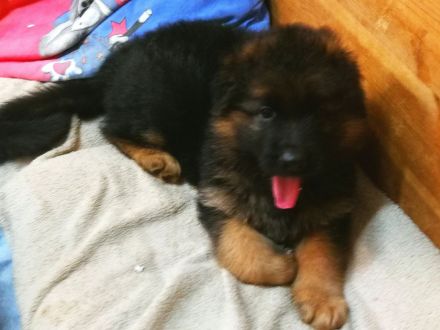 Altdeutsche Schäferhunde vom Burghaiger-Wald