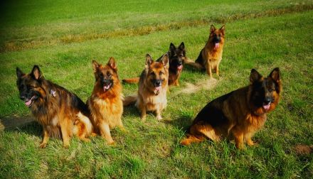 Altdeutsche Schäferhunde vom Burghaiger-Wald