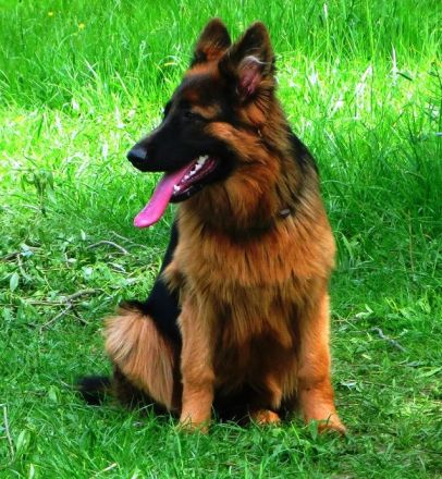 Altdeutsche Schäferhunde vom Burghaiger-Wald