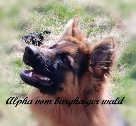 Altdeutsche Schäferhunde vom Burghaiger-Wald