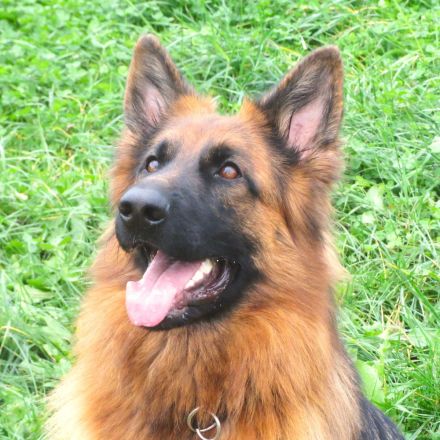 Altdeutsche Schäferhunde vom Burghaiger-Wald