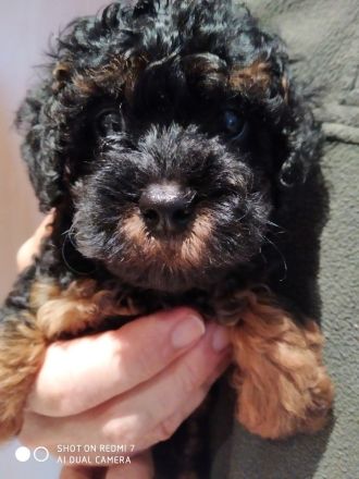 Zwergpudelwelpe Zwergpudel Welpe Pudel Welpe Pudelwelpe ❣️