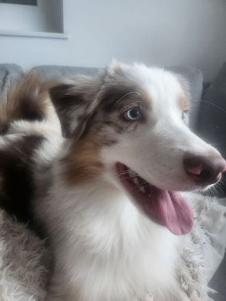 Liebevoller Australian Shepherd Junghund