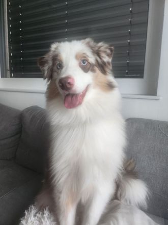 Liebevoller Australian Shepherd Junghund