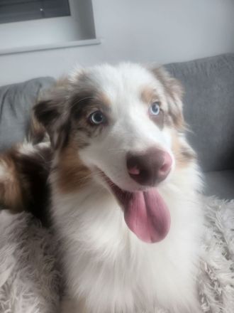 Liebevoller Australian Shepherd Junghund