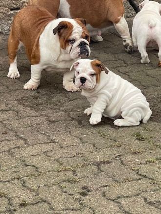 Dicker Popo sucht kuschelige Familie!