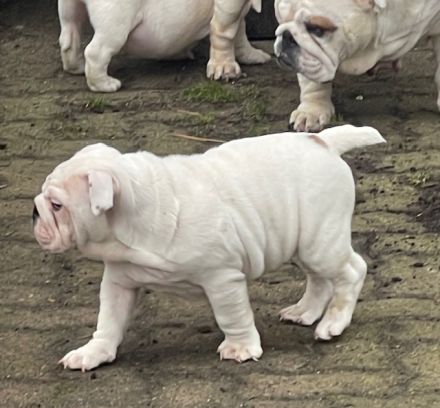 Dicker Popo sucht kuschelige Familie!