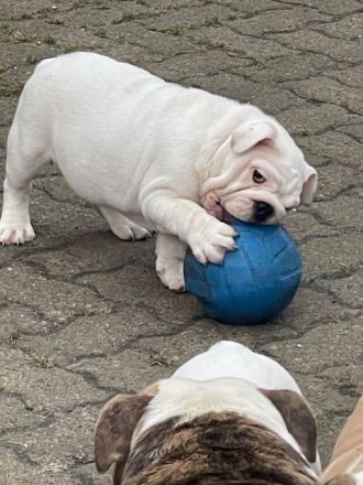 Dicker Popo sucht kuschelige Familie!