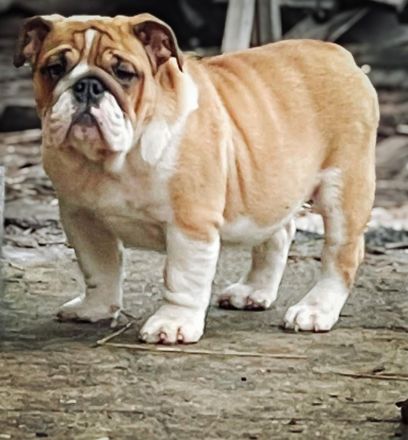 Dicker Popo sucht kuschelige Familie!