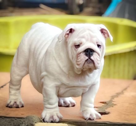 Dicker Popo sucht kuschelige Familie!