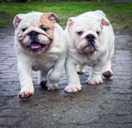 Dicker Popo sucht kuschelige Familie!