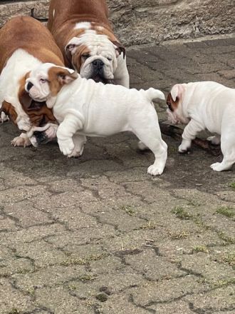 Dicker Popo sucht kuschelige Familie!