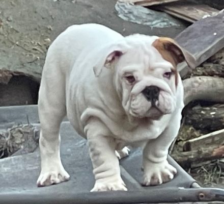 Dicker Popo sucht kuschelige Familie!