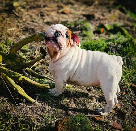 Dicker Popo sucht kuschelige Familie!