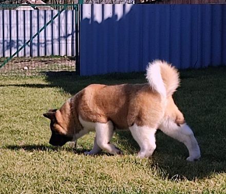 American Akita -Amerikan Akita