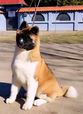 American Akita -Amerikan Akita