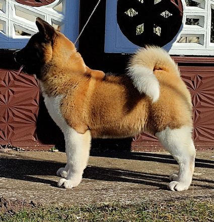 American Akita -Amerikan Akita